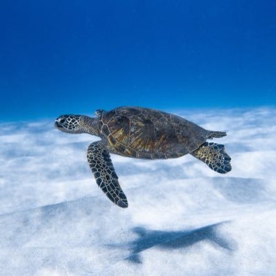 JimmyWi01085408's profile picture. 