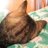 にゃんこ先生のアイコン