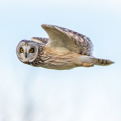 I am a local photographer taken images of wildlife around Scotland . you can find me on insta @mark_scott_images_wildlife or @mark_scott_images