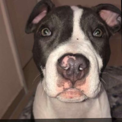 su_melek_'s profile picture. 