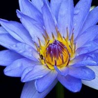 flordelothus (@eflordelothus) 's Twitter Profile Photo flordelothus (@eflordelothus) 's Twitter Profile Photo