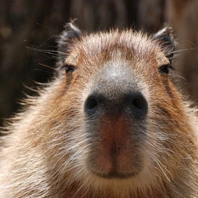 CAPYBARA