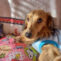 K-SWEETS (@101kojikofu) 's Twitter Profile