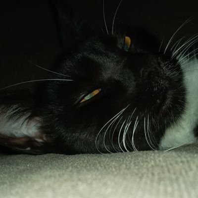 SEGUIDORCODECOD's profile picture. no se ni para que tengo Twitter