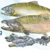 San Joaquin River Restoration Program (@sanjoaquinresto) Twitter profile photo San Joaquin River Restoration Program (@sanjoaquinresto) Twitter profile photo