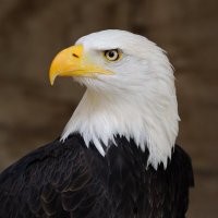 TruePatriot26(@TruePatriot26) 's Twitter Profile Photo