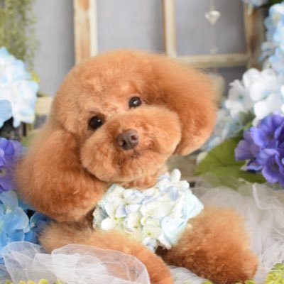seireto's profile picture. トイプードル3歳を飼っています。羽生結弦さんが大好きです❤藤井聡太竜王名人を絶賛応援中💕フォロー大歓迎ですo(*^▽^*)o~♪