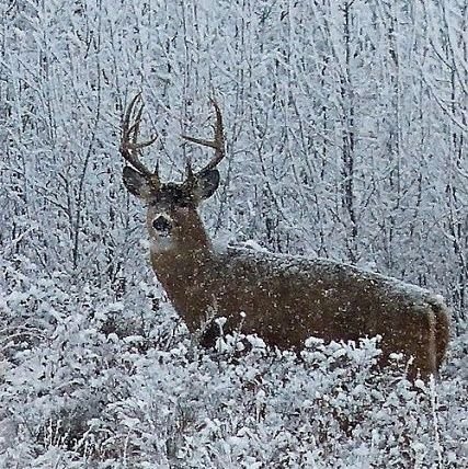 remgauge700's profile picture. Love hunting ducks deer small game and turkeys  and camping  and also like anything outdoors  and a proud UNITED STATES MARINE