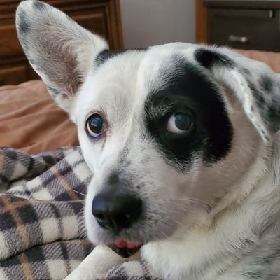 KellyGirldog Profile Picture