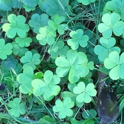 itsumo4itsuka's profile picture. 