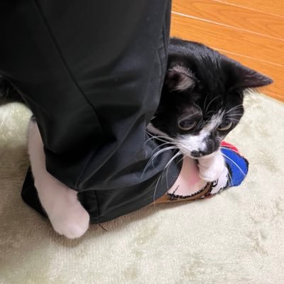 飼い猫に足を噛まれるCHiEさんのプロフィール画像