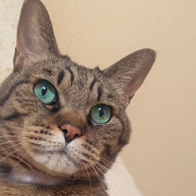 3匹のめご達🐶🐶🐱を見送り、現在は元野良猫2匹(シニア猫)&ポメとスムチ(若僧と小僧)と暮らす夫婦…もとい「ごはんおやつさんぽ係」です🙂Instagram→@kinabe2010(チョロっと浮上中) #青森県 #青森市 #シニア猫 #ポメラニアン #スムースチワワ