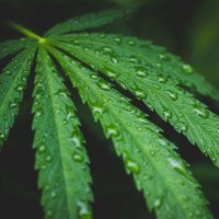 CBD Meister (@meister_cbd) 's Twitter Profile Photo CBD Meister (@meister_cbd) 's Twitter Profile Photo