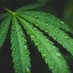 CBD Meister (@meister_cbd) Twitter profile photo CBD Meister (@meister_cbd) Twitter profile photo