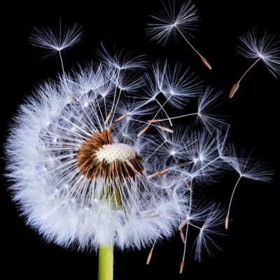 blocked_by_mcd's profile picture. This account reposts Alison McDowell @philly852 for those who are blocked. No blocking. Feel free to discuss ideas. Follow JustPaste link for threads. #bbmcd