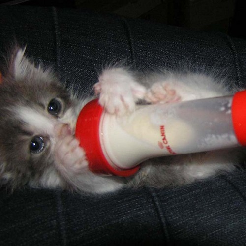 hope_animal's profile picture. 