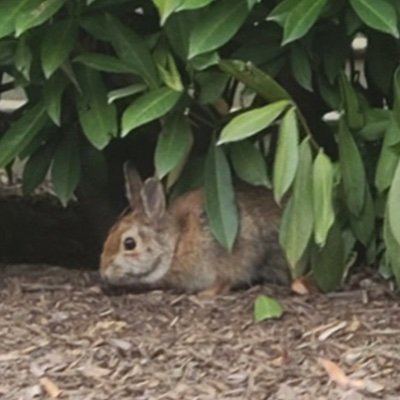 Just a bunny, working at the 5 sided solution center. Likes long walks in the courtyard, carrots, and national security dilemmas. Dislikes CRs & acute threats.