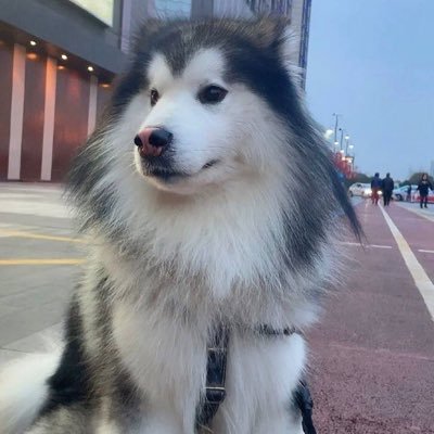 alannafugee's profile picture. May you be faithful to your self live earnestly and laugh freel