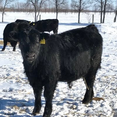 BASF AgSolutions Retail Rep Manitoba l https://t.co/CHjMfSA4IW Ag l Certified Crop Advisor l 4R l Agrologist IT l Purebred Black Angus Breeder l Father of 2 l Tweets are my own.
