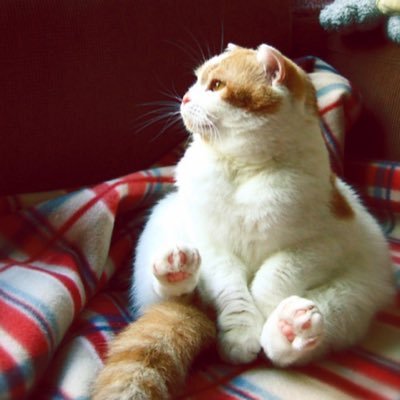 あやつん٩( 'ω' )وさんのプロフィール画像