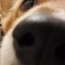 ひ～犬さんのプロフィール画像