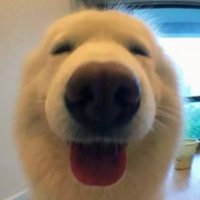 SEX UPDOG (@nsfwupdog) 's Twitter Profile