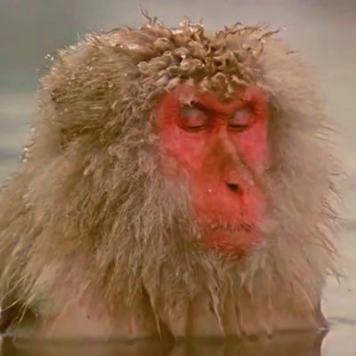 monkctopus's profile picture. Preciso saber urgentemente por que