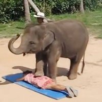 2007paopaoelephant (@paopaoelephant1) 's Twitter Profile