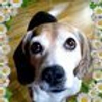 𝕂𝔸ℕ𝔼𝕂𝕆 (@pianissimodesu) Twitter profile photo