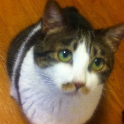 E子 文豪といえば 青年時代の川端康成氏は 何度見てもダルビッシュ有さんにしか見えません Http T Co 4pqta8aj2v Twitter E子 文豪といえば 青年時代の川端康成氏は 何度見てもダルビッシュ有さんにしか見えません Http T Co 4pqta8aj2v Twitter