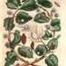 Flora Fauna Open Access (@florafauna_art) Twitter profile photo Flora Fauna Open Access (@florafauna_art) Twitter profile photo