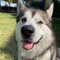 Cassius (@cassiusthemala) 's Twitter Profile