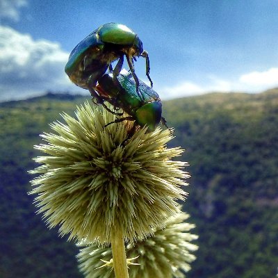 alexanderchalk's profile picture. Κοινωνικός μηχανικός.  Νομίζω ο καημένος ότι θα αλλάξω τον κόσμο.