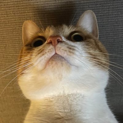 nyankoleonyanko's profile picture. ⚔️MMA🤼‍♂️大好き👦14y👧11y🐈8yに振り回される母