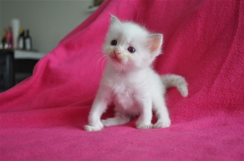 MinimizedMe's profile picture. I väntan på att den stora inspirationer faller över mig likt himlen rasar ner under Harmagedon uteblir denna press.