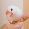 だいぽん ( 文鳥とセキセイインコとオカメインコの飼い主さん ) うちの白文鳥 photo