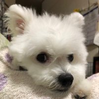 yumikosan&momochan🐶💭 (@himemomo_c) 's Twitter Profile