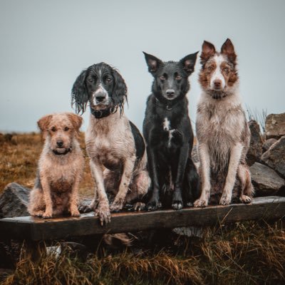 UK Dog Squad 🐾 | Photography 📸 #SonyA7iii | 📍Derbyshire, UK | Natasha 🙋🏻‍♀️