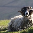 John Dyson - @johndyson1956 - Twitter