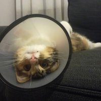 🍓 ÇİLEK 🍓 #YasayıGeriÇek (@cilekbirey) 's Twitter Profile