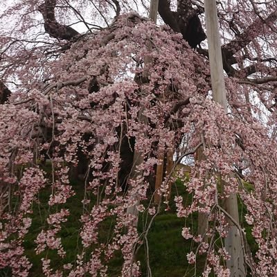 日本の未来を愁う医療従事者。日本保守党の一般党員。
未来を担う子供たちのために「日本を豊かに、強く」