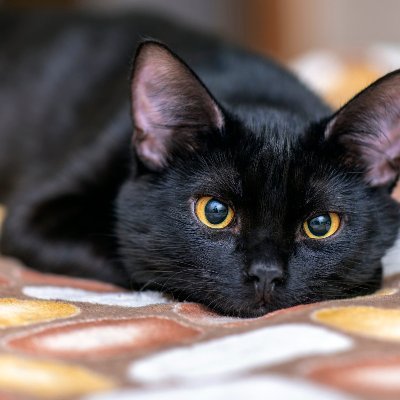 0xZitrone's profile picture. LandX Ambasador 👨‍🌾@landxfinance🌽DeFi enjoyer | Builder @BitDotCountry