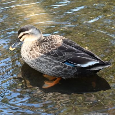 vYpXyAp3IG5WWG6's profile picture. 超高層ビルやマンション、鉄塔、煙突、橋、花、街の街灯などの写真撮影が趣味です。