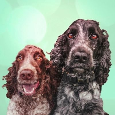 A #dogfriendly lifestyle blog, our human uses wheels instead of feet. Follow our wheelie fun adventures. Instagram tylerandmayastales