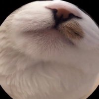 야까 (@yakka__24) 's Twitter Profile
