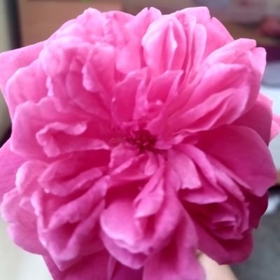 AbhayKu04454700's profile picture. 