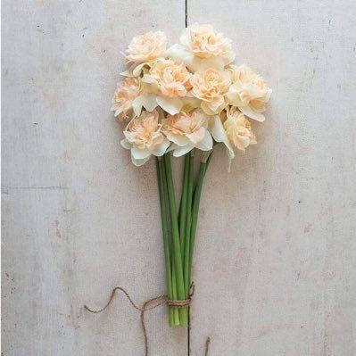 NarcissusNmmt's profile picture. การเดินทางของดอกไม้ดอกหนึ่ง 🤍✨ #แสงสว่างในมหรรณพ #นัยน์ในธาร