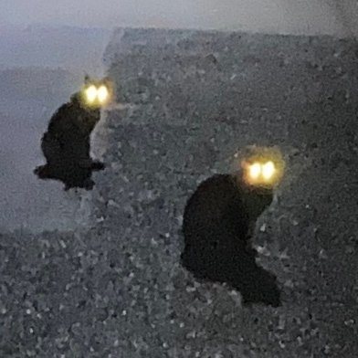 なうえすとさんのプロフィール画像