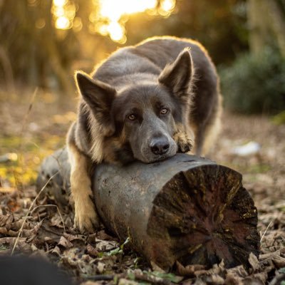 stormibluegsd Profile Picture