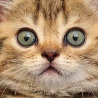 David (@dnl7771) 's Twitter Profile